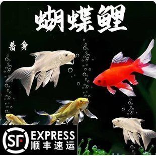 0厘米蝴蝶鯉價(jià)格揭秘，品相、供應(yīng)商與渠道影響