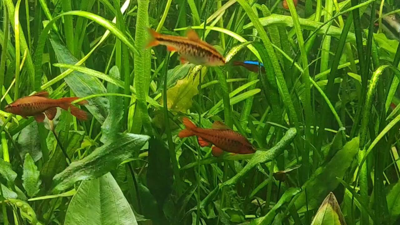 晚間賞魚(yú)，靜謐時(shí)光里與水中精靈的奇妙邂逅