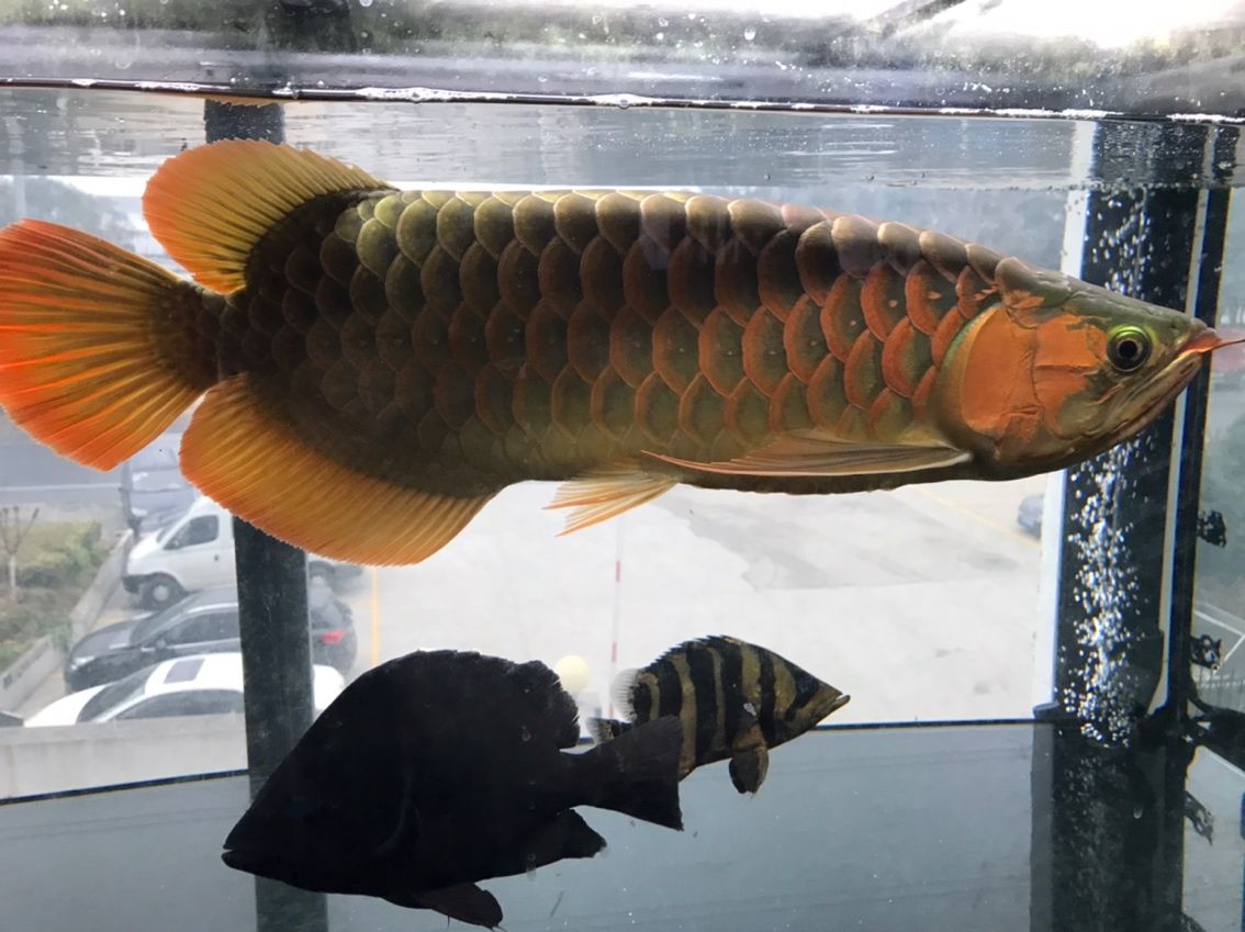 沒更新發布，60 公分魚友近況，敬請