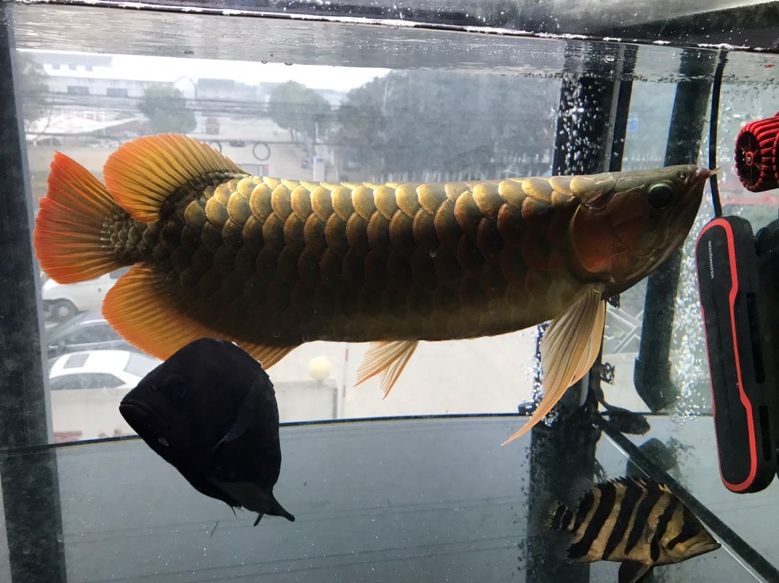 沒更新發布，60 公分魚友近況，敬請