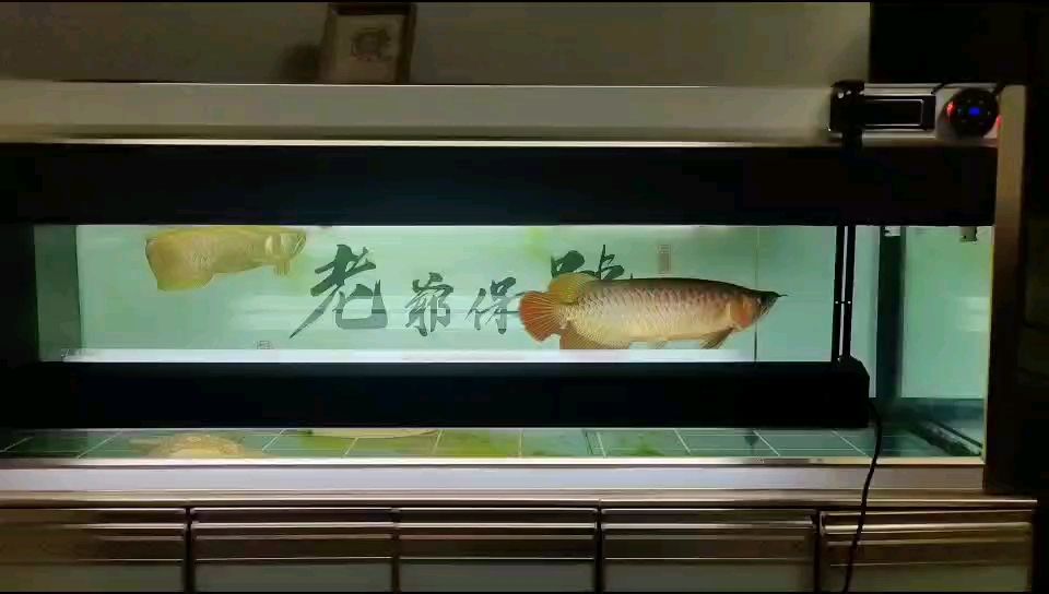 龍打卡，每日堅持，見證蛻變，開啟熱血