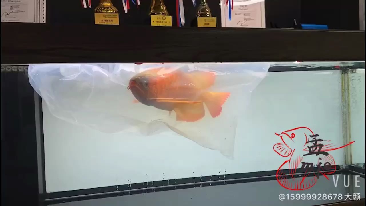 孟吉爾至萬吉，巨型炮彈的驚人威力與神秘面紗