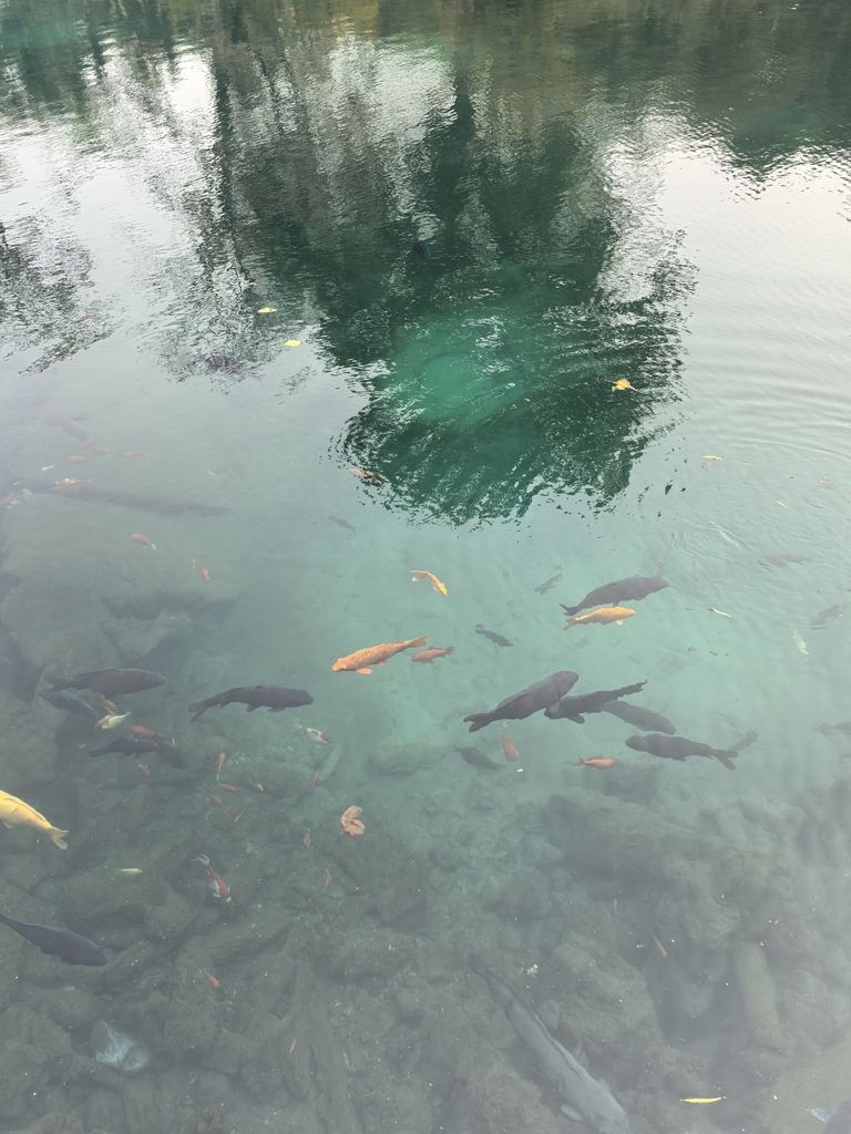 關鍵主體]奧秘，深度剖析其獨特魅力與 關鍵主體]奧秘，深度剖析其獨特魅力與 龍魚論壇