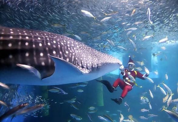 中國水族館現(xiàn)狀，發(fā)展歷程、面臨挑戰(zhàn)及未來展望