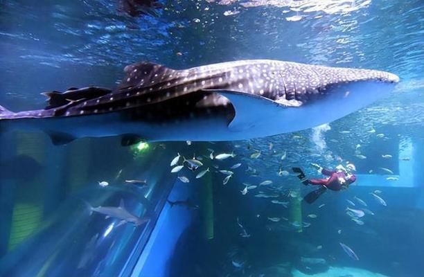 中國水族館現(xiàn)狀，發(fā)展歷程、面臨挑戰(zhàn)及未來展望