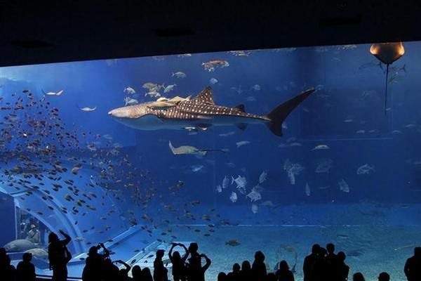 中國水族館現狀，發展歷程、面臨挑戰及未來展望