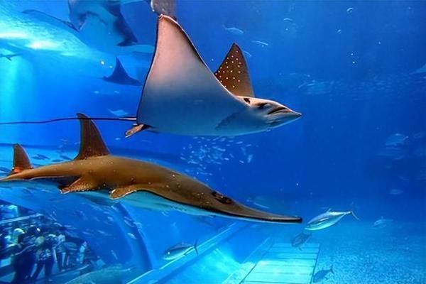 中國水族館現(xiàn)狀，發(fā)展歷程、面臨挑戰(zhàn)及未來展望