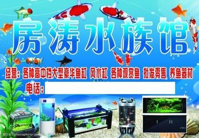 族館常賣熱門魚種大盤點，這些魚類你了解