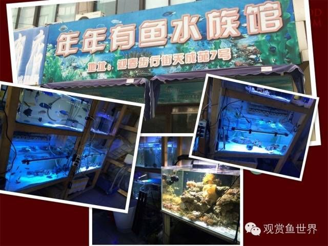 族館常賣熱門魚種大盤點，這些魚類你了解