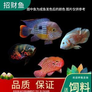 寶石魚發色全攻略，繁殖技巧、發色方法及