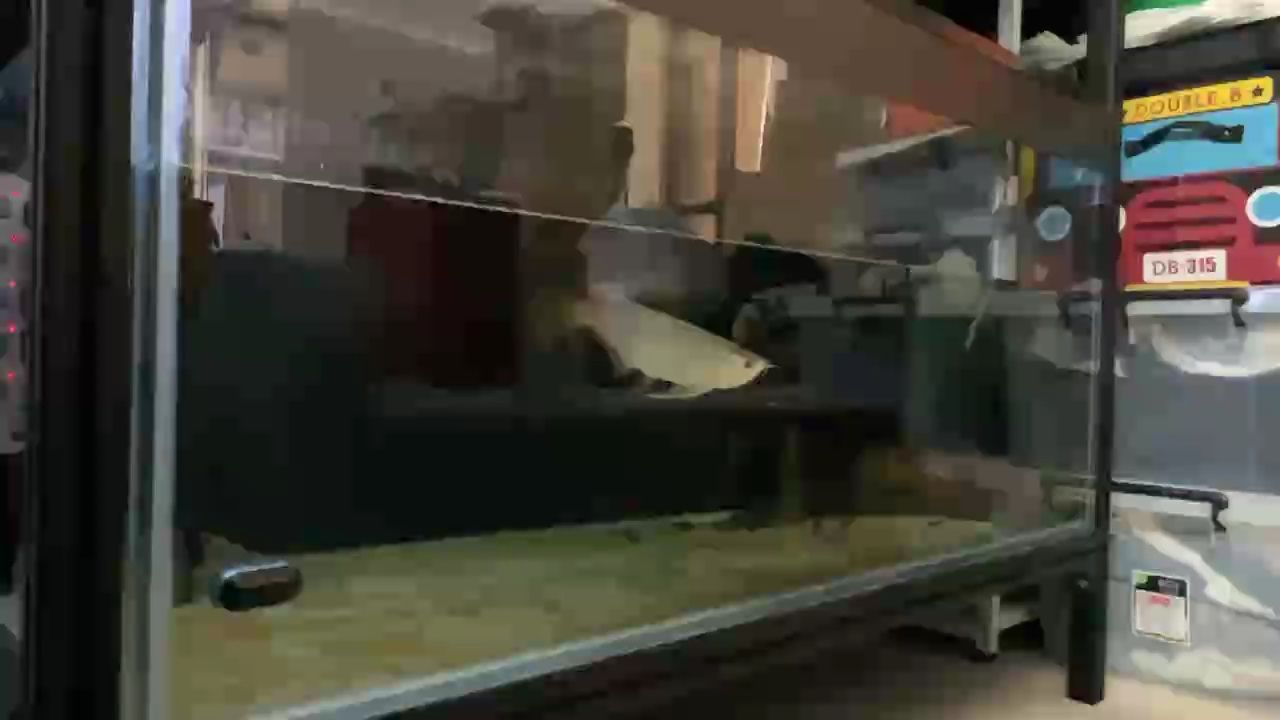 魚缸過濾器選購指南:自制魚缸過濾器魚缸上置過濾器對于養魚愛好者的必備知識 順仔兩周相處終認我,今日表現初露熟悉之感 龍魚論壇 順仔兩周相處終認我,今日表現初露熟悉之感 順仔兩周相處終認我,今日表現初露熟悉之感 龍魚論壇