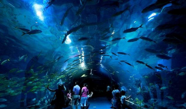 秘上海海洋水族館，奇幻海底世界與多樣水生