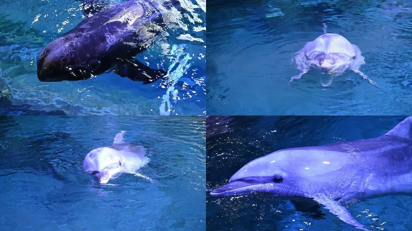 秘上海海洋水族館，奇幻海底世界與多樣水生