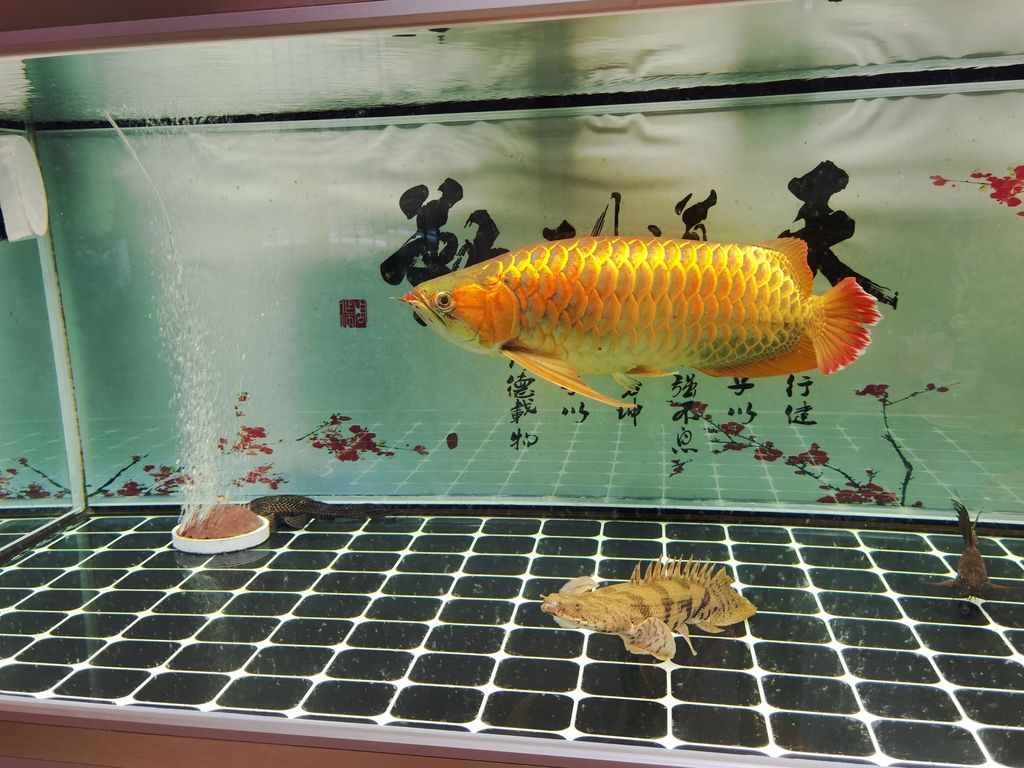 核心關(guān)鍵詞]深度剖析，現(xiàn)象背后的本質(zhì)與多維度