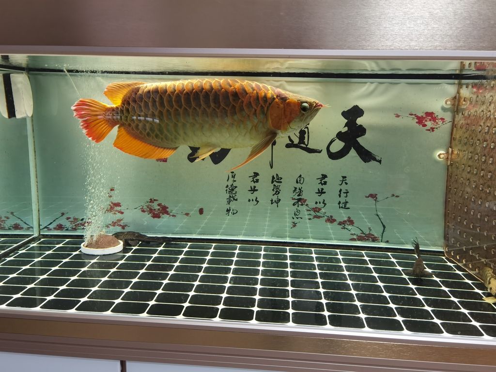 關鍵元素]看[相關主題]，深度剖析 關鍵元素]看[相關主題]，深度剖析 龍魚論壇
