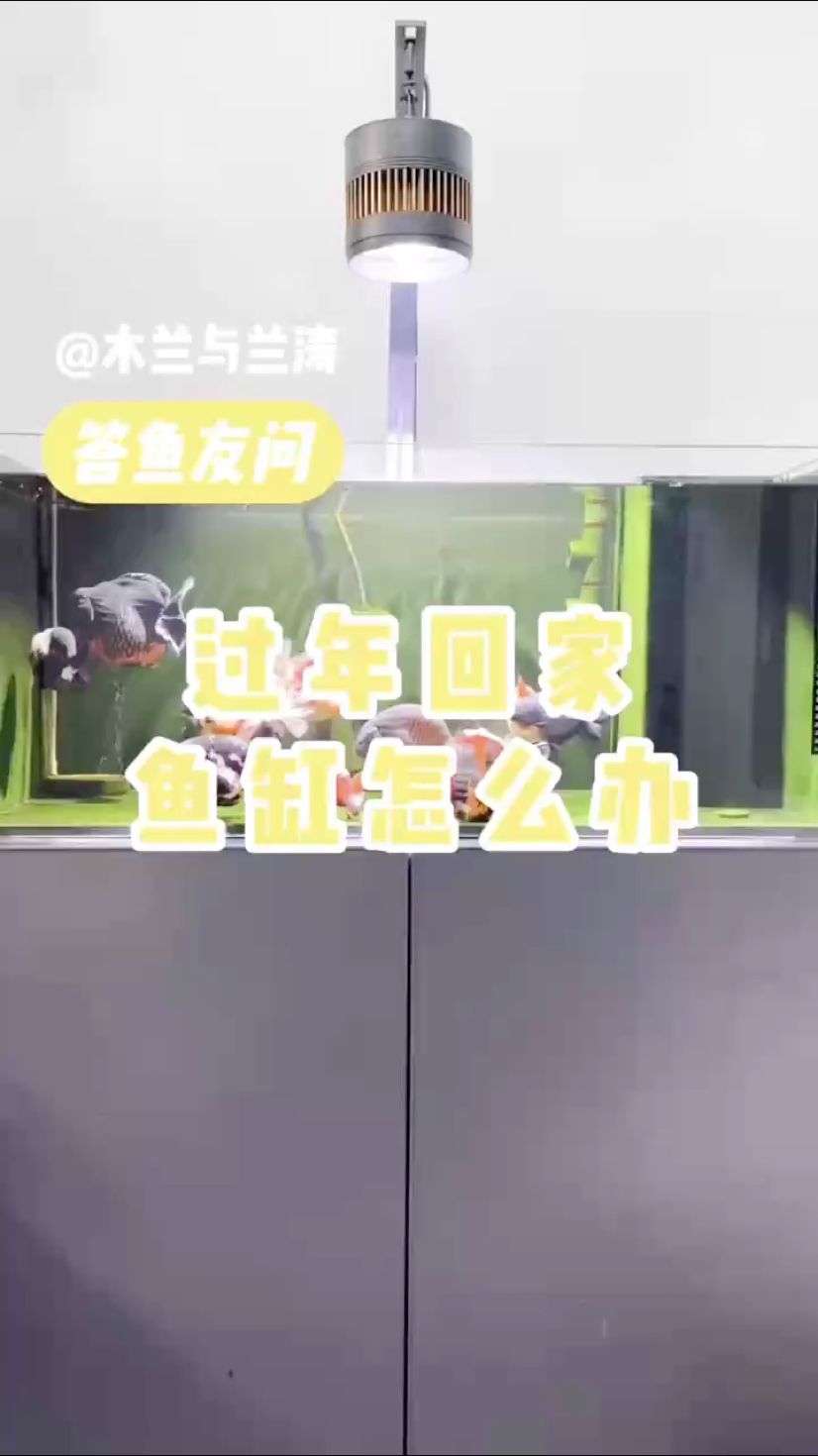 回家之困擾，魚(yú)缸里的魚(yú)兒咋辦？