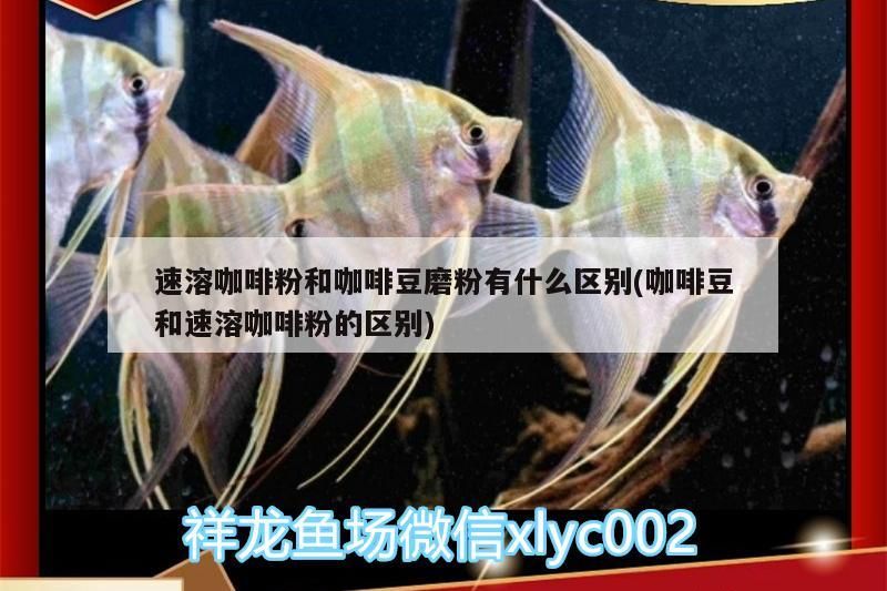 溶咖啡粉與咖啡豆磨粉，成分、口感及制作