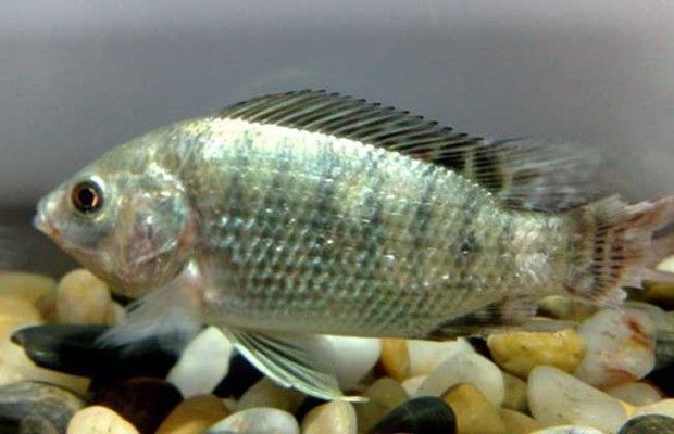 化羅非魚，獨(dú)特外觀與特性解析，探尋這一特殊
