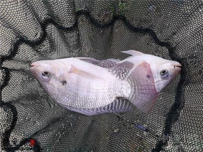 化羅非魚，獨(dú)特外觀與特性解析，探尋這一特殊