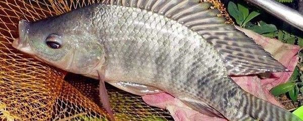 化羅非魚，獨(dú)特外觀與特性解析，探尋這一特殊