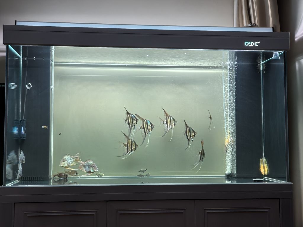 魚終至裸缸，探尋簡約背后的