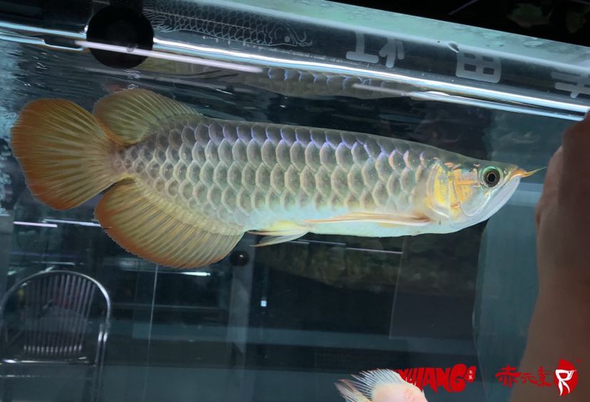 元素經典紅龍，獨特魅力彰顯，品質非凡 元素經典紅龍，獨特魅力彰顯，品質非凡 赤元素 第3張