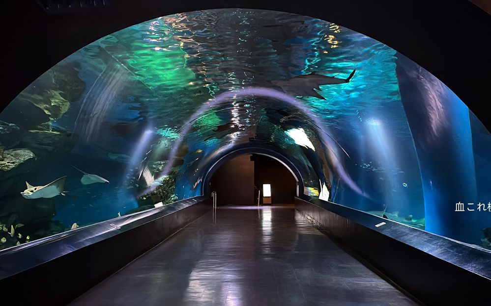 水族館飯店影評，奇幻美食之旅，劇情與