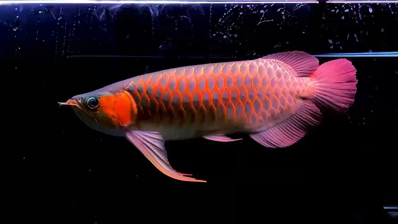 個(gè)關(guān)注，分享龍魚(yú)生活點(diǎn)滴，共探水族世界奇妙