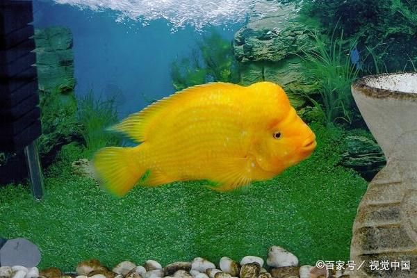 紅龍魚，釣魚佳選，其