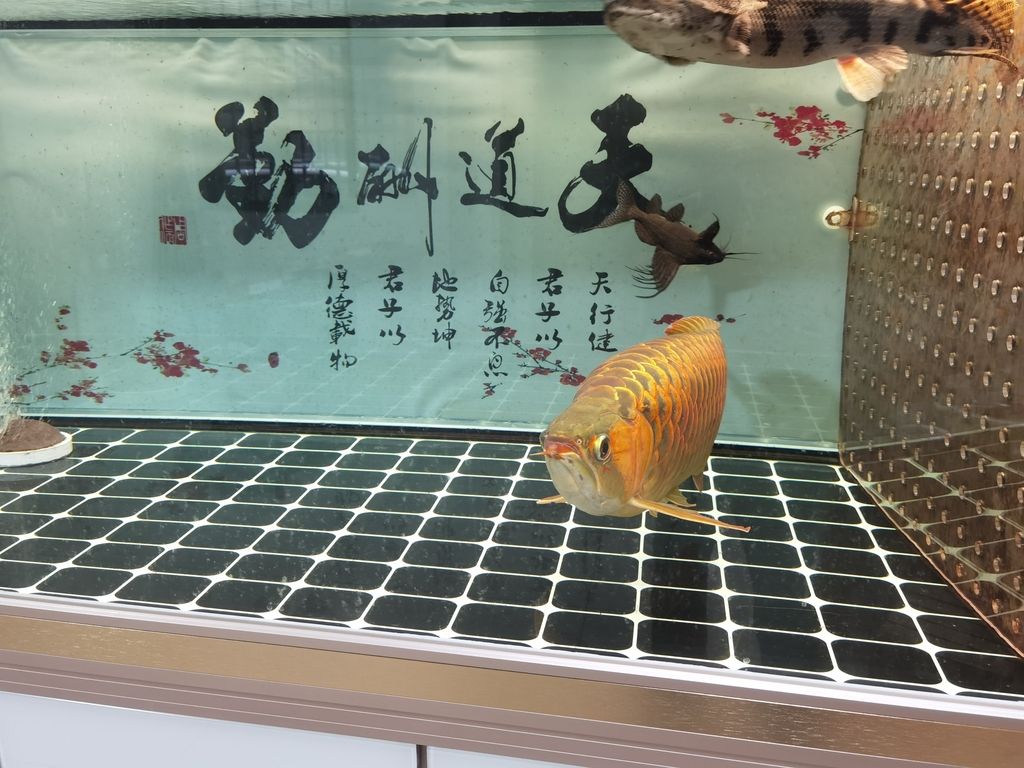 你還未提供具體的內(nèi)容呀，我沒辦法直接生成相應(yīng)的長標(biāo)題呢，你可以把內(nèi)容跟我說