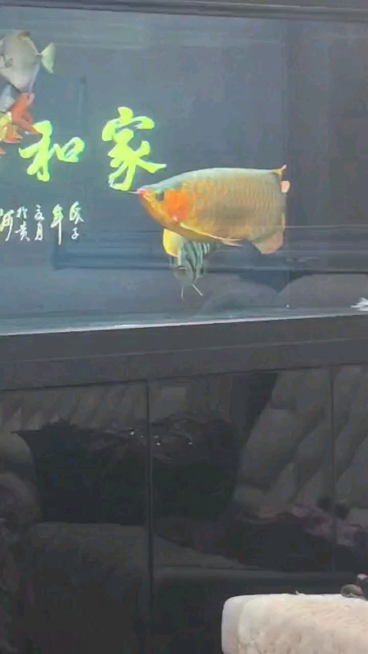 魚實乃賴皮之輩，緊跟龍魚竟也欺負