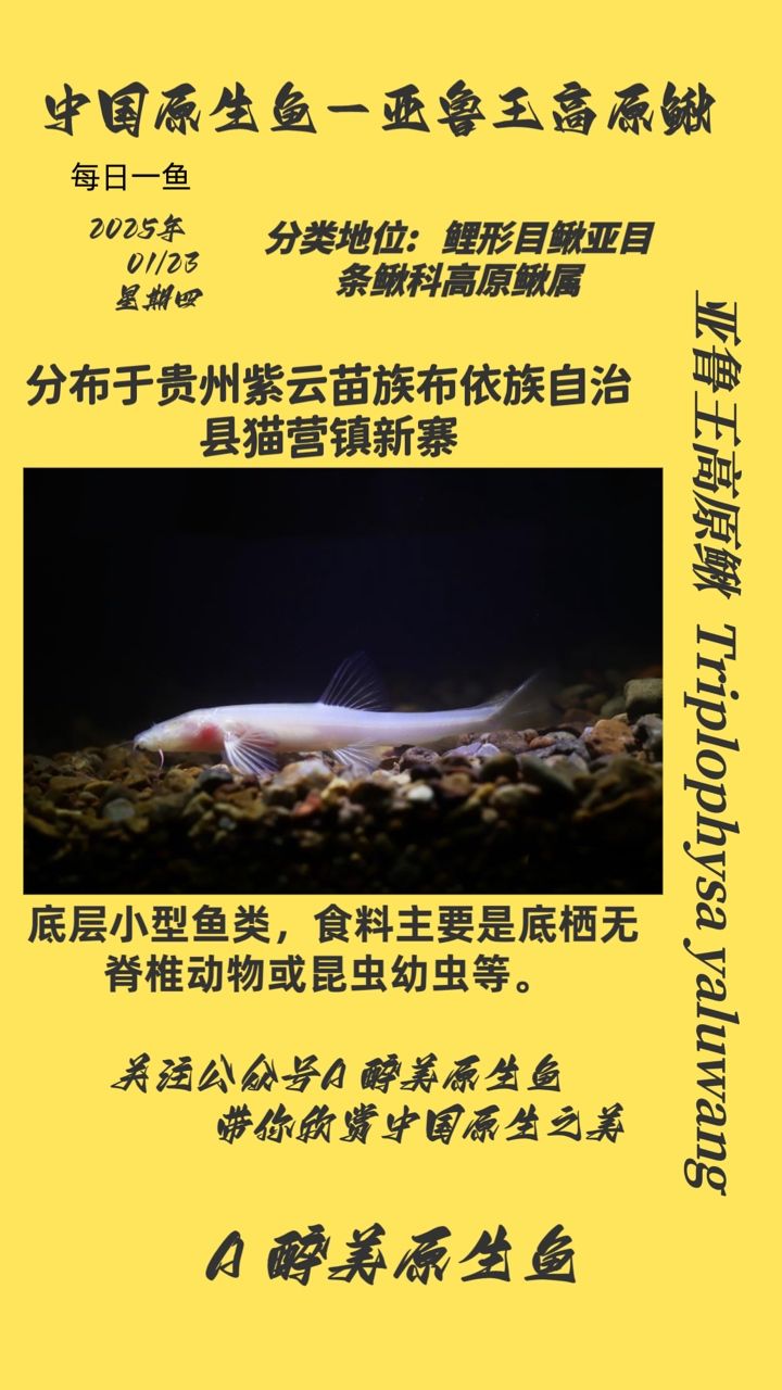 亞魯王高原鰍，高原水域的獨(dú)特精靈及其生存奧秘探