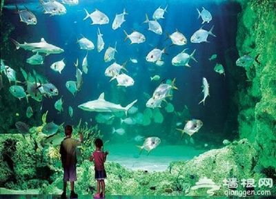 自制水族館，從材料準(zhǔn)備到布置養(yǎng)護(hù)的詳細(xì)攻略