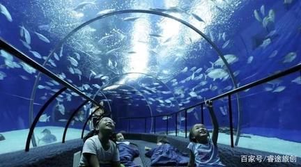 自制水族館，從材料準(zhǔn)備到布置養(yǎng)護(hù)的詳細(xì)攻略