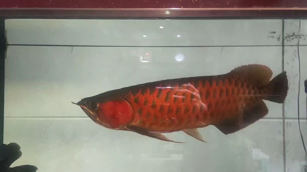 025年1月20日，[事件/主題]的關(guān)鍵節(jié)點(diǎn)與全新展望