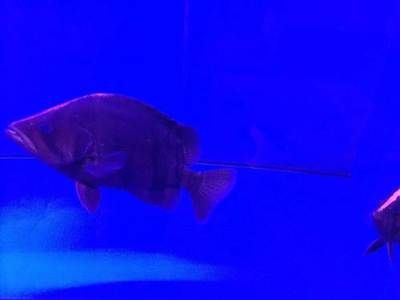 濱虎魚及市場價格查詢，養殖、選購