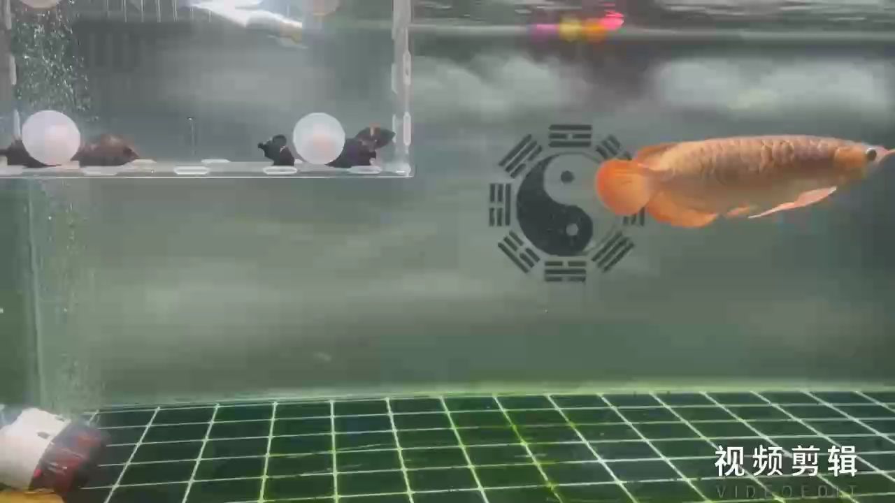 每日打卡，持之以恒的自我提升與目標達成