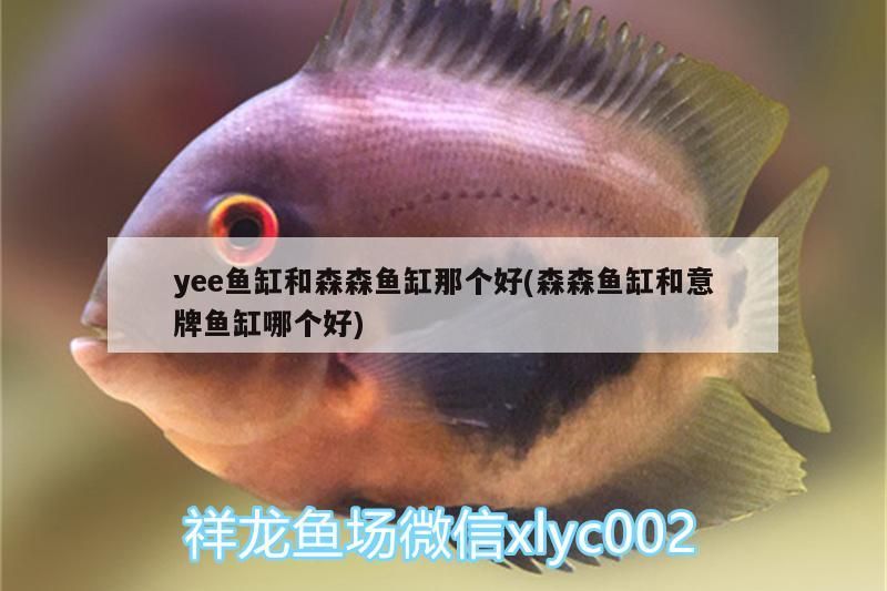 森、意牌與yee魚缸對比，究竟哪個品牌魚缸