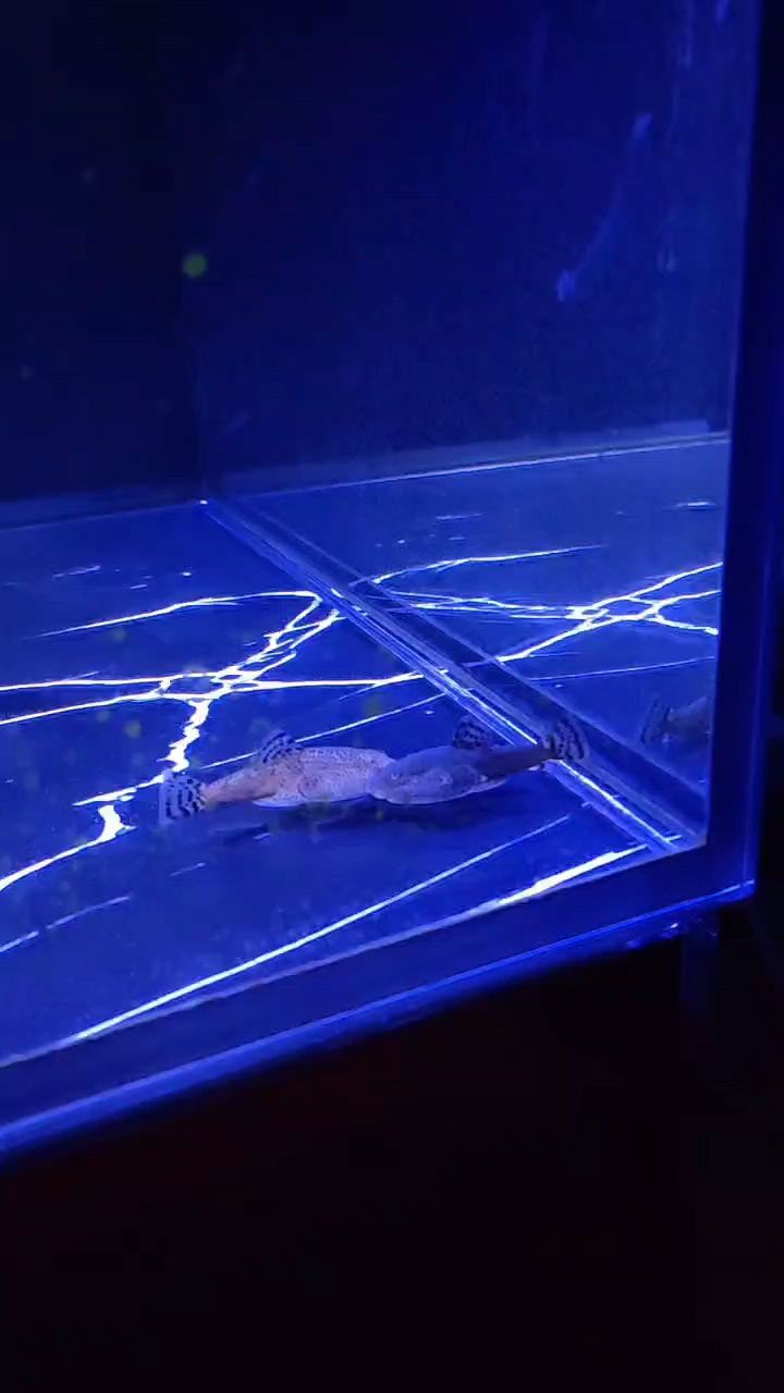 秘原生魚，生態(tài)守護下的自然瑰