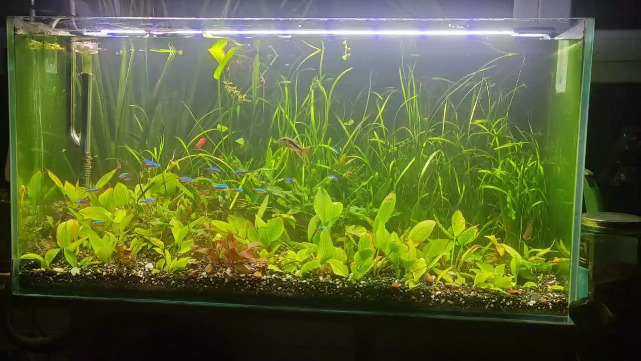 半年未收拾魚缸，水渾藻盛，魚兒的小