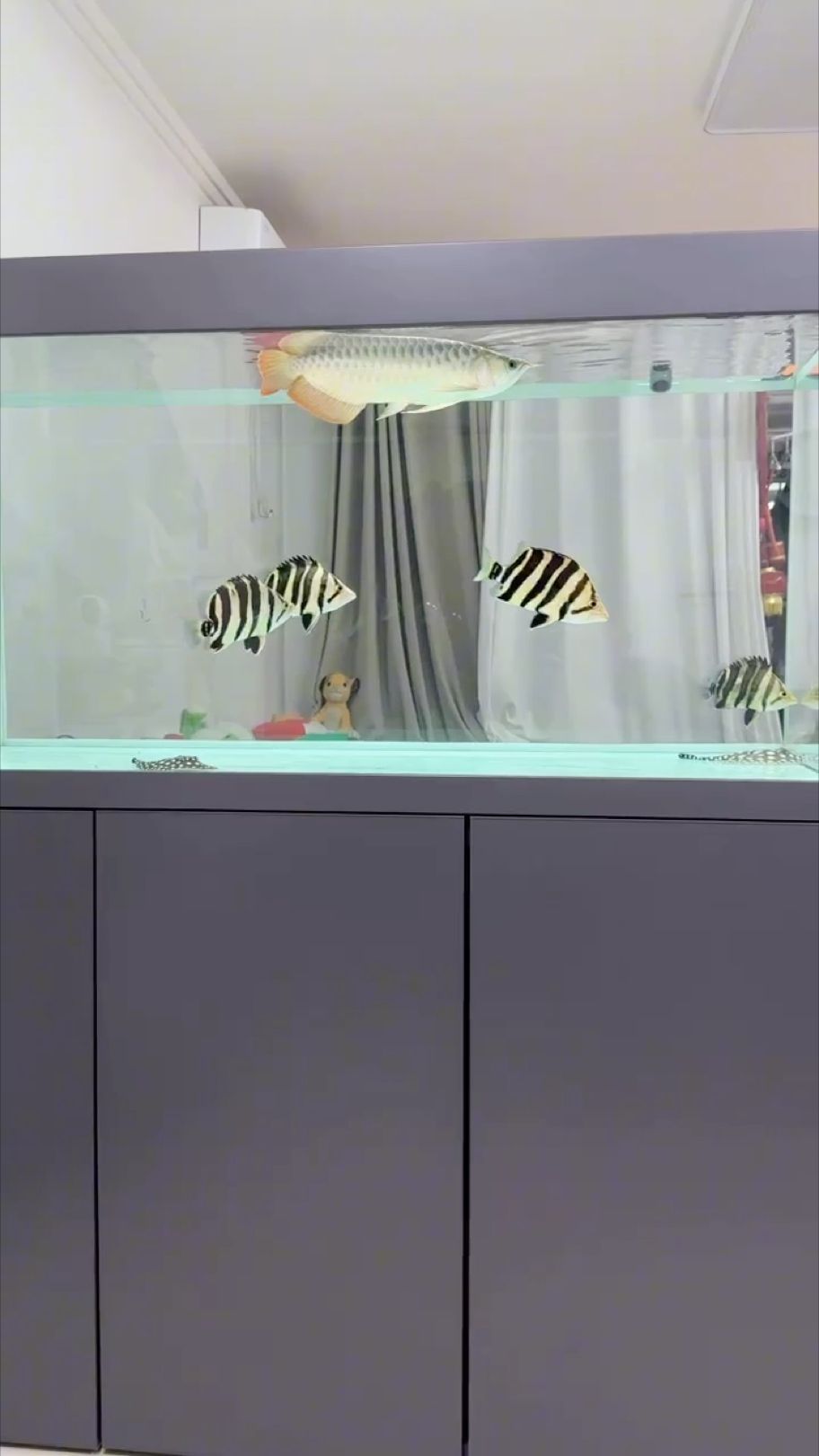 虎魚狀態(tài)漸佳，活力滿滿盡顯