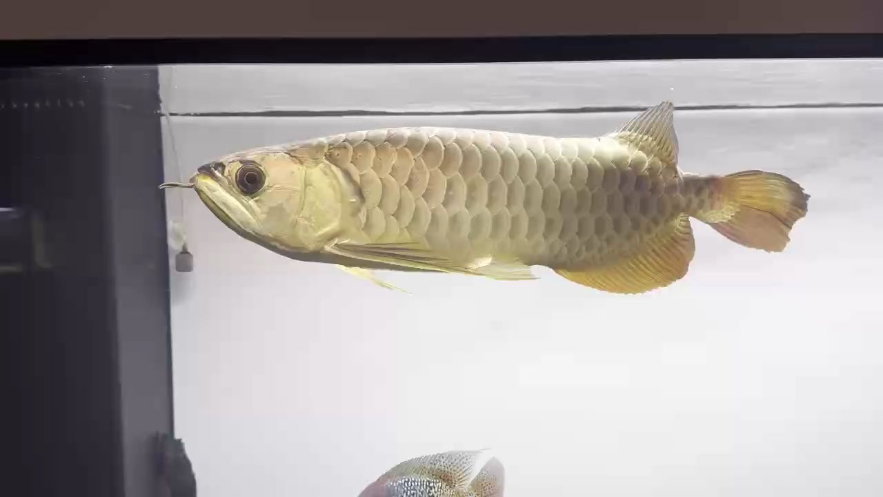 0公分金龍魚喂食量多少合適？