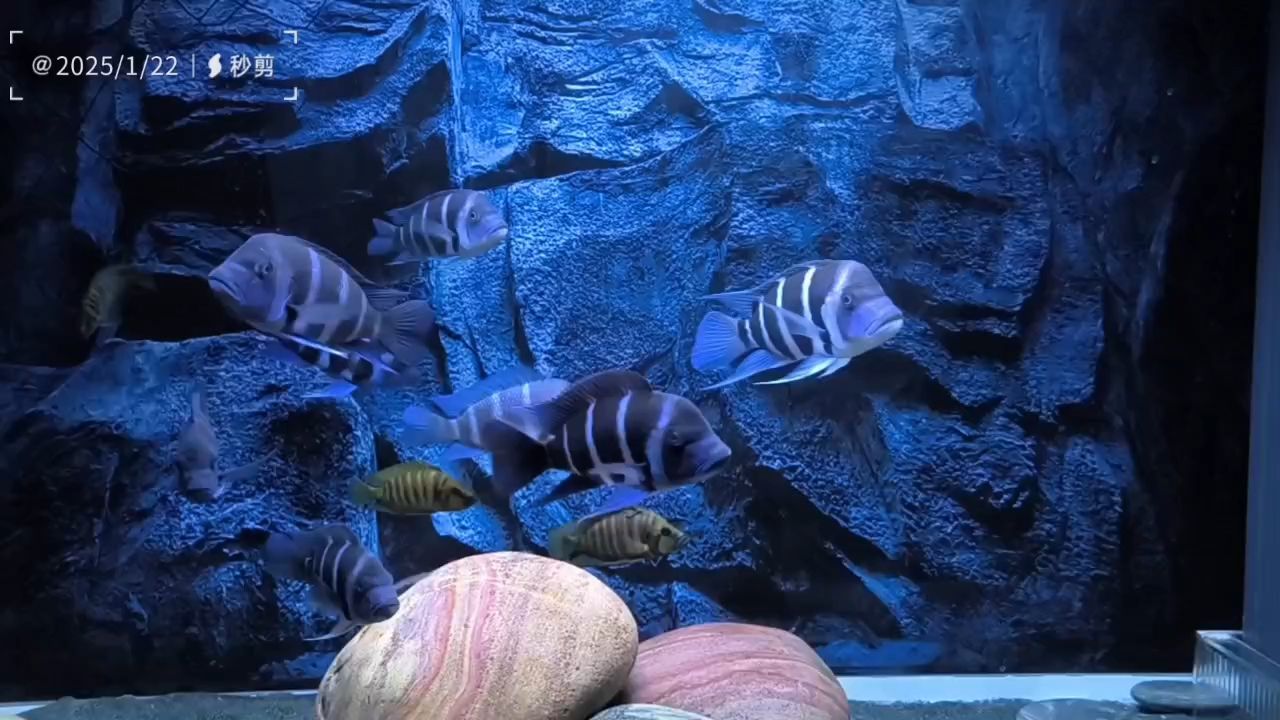 情起時心動，愛深處難舍 情起時心動，愛深處難舍 龍魚論壇