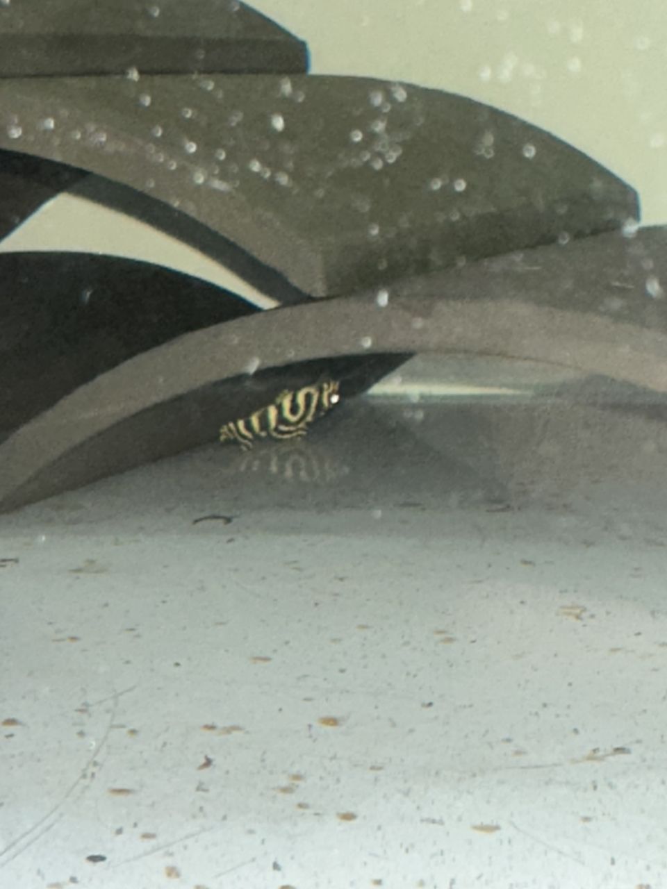 龍魚，神秘水族瑰寶，探尋其獨特魅力與養(yǎng)殖