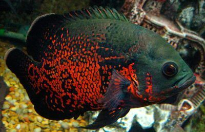 魚常見種類大盤點，根據搜索結果整理出的熱門觀賞魚
