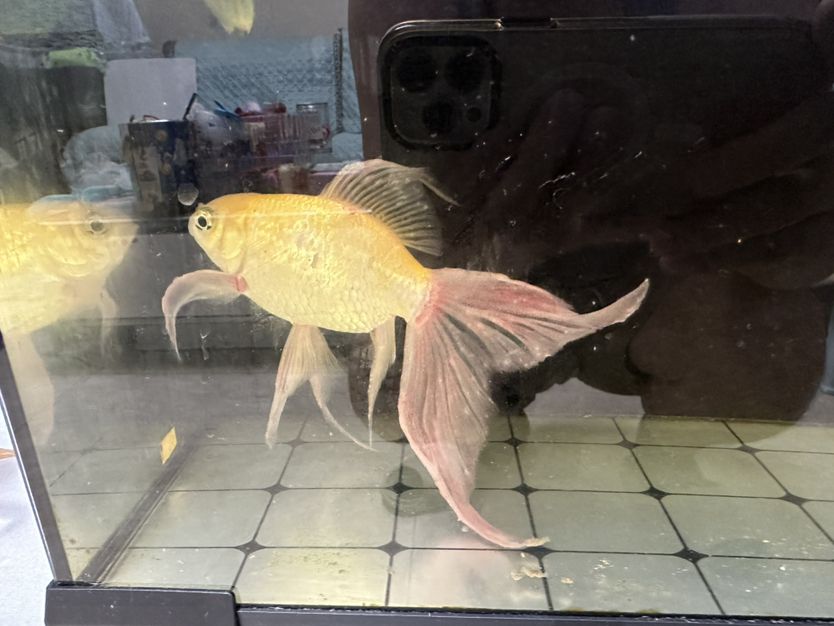 的魚生病了，求高手指點！
