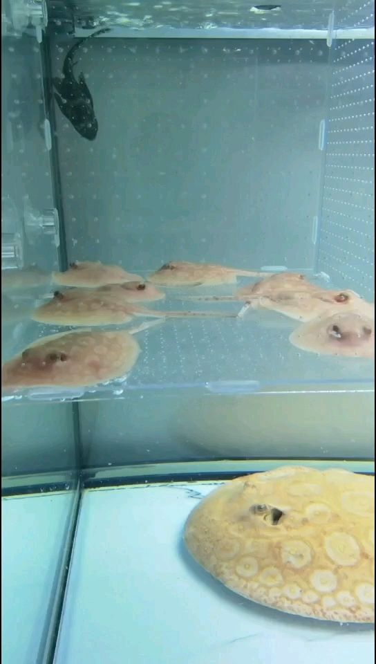 優雅的白子魟魚，水族箱中的夢幻精靈與
