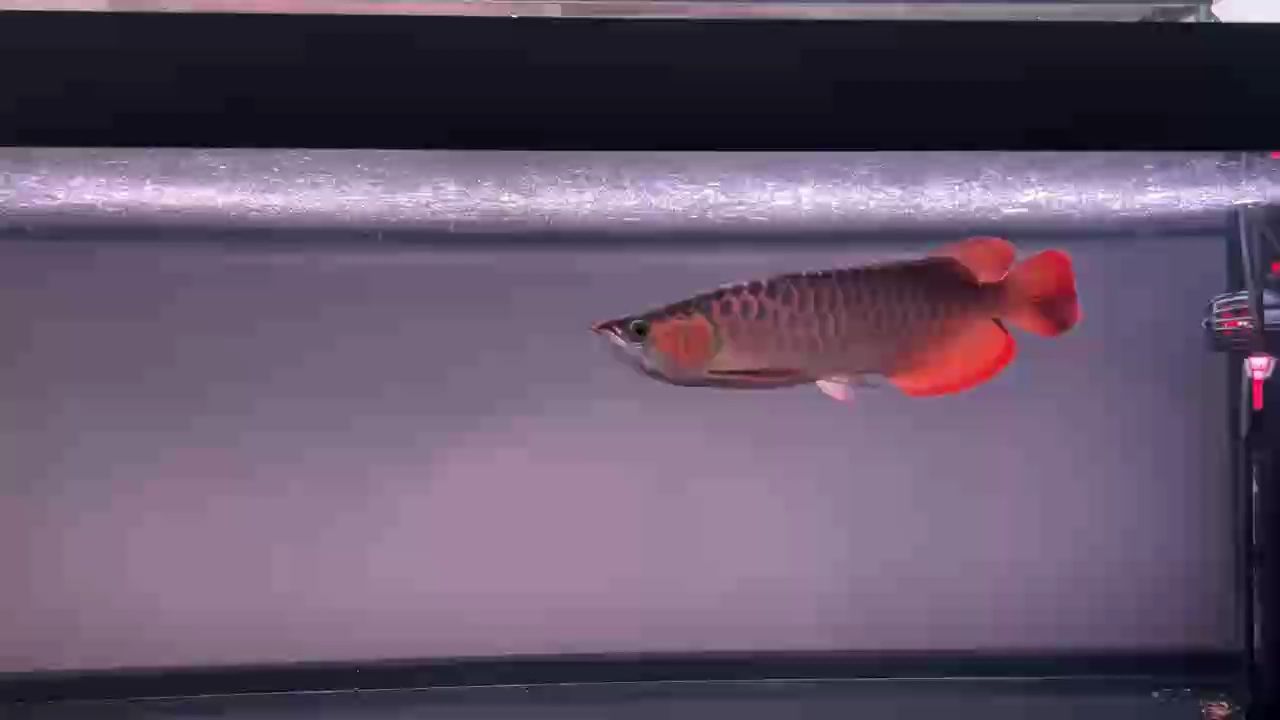 年有魚，寓意吉祥的豐收盛景與美好期許