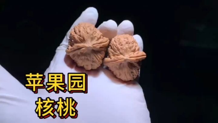 園里的核桃，獨(dú)特生長(zhǎng)環(huán)境孕育別