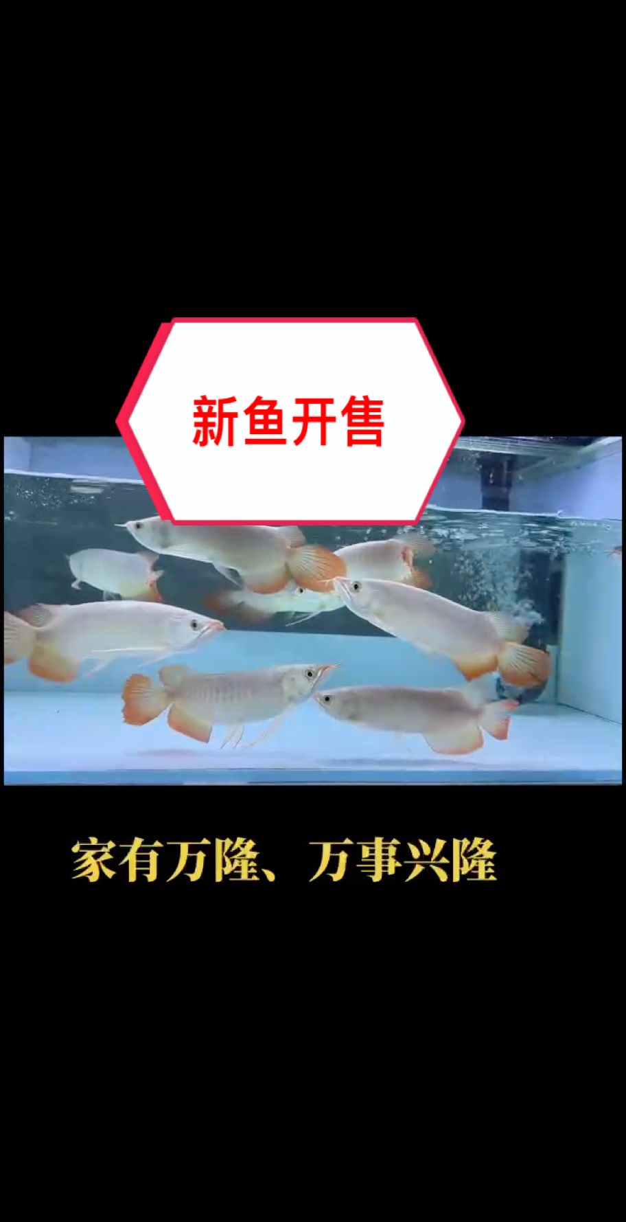 嘴小紅龍混養優勢顯著，新魚已定水，高端玩家混養首選！